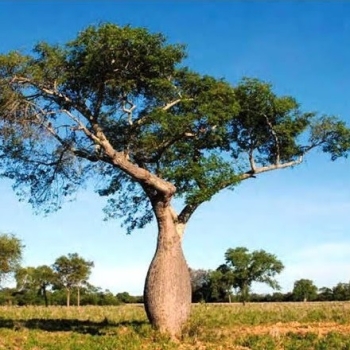 Del Chaco Paraguayo al Medio Oriente. El Palo Borracho o Samu´u se convierte en la primera exportación directa de un árbol nativo