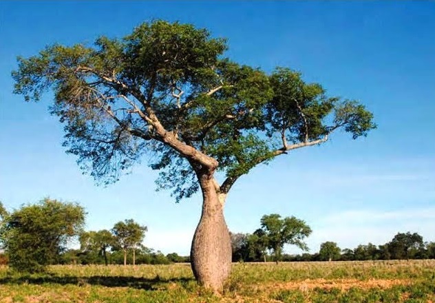 Del Chaco Paraguayo al Medio Oriente. El Palo Borracho o Samu´u se convierte en la primera exportación directa de un árbol nativo
